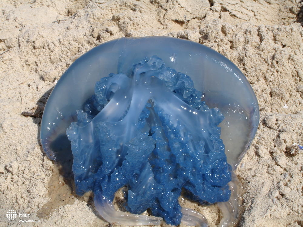 SAMIRA CLUB, Тунис, такие медузы попадаются иногда в море, но меня за 11 дней ни разу не ужалили
