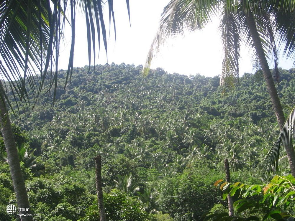 Джунгли острова Самуи