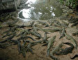 Крокодиловая ферма в местечке Самутпракарн