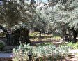 Экскурсия в Гефсиманский сад