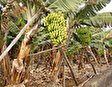 Увлекательная прогулка по банановой плантации Бнанера Эль Гуанче