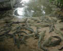 Крокодиловая ферма в местечке Самутпракарн