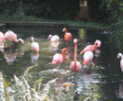 Зоопарк Лейпцига - фламинго