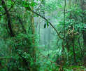 Реликтовый дождевой лес Dorrigo Rainforest