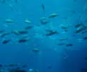Гигантский аквариум в отеле Атлантис на острове Пальма близ Дубаи.