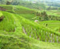 Рисовые террасы. Бали