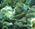Подводные съемки - риф и рыбки отеля Domina Coral Bay