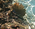 Подводные съемки - кораллы и рыбки Карибского моря (о. Каталина, Доминикана)