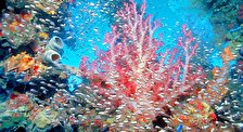 Коралловые Сады Хиккадувы