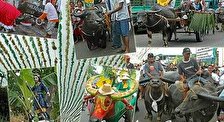 Фестиваль водяных буйволов Карабао в Пулилане