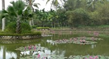 Сад тропических растений