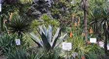 Сухумский ботанический сад