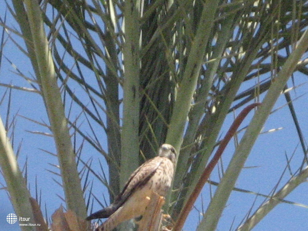 Птичка на пальме