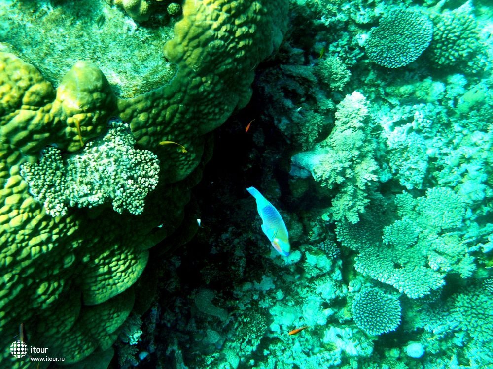 Домашний риф