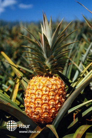Festival of pineapples