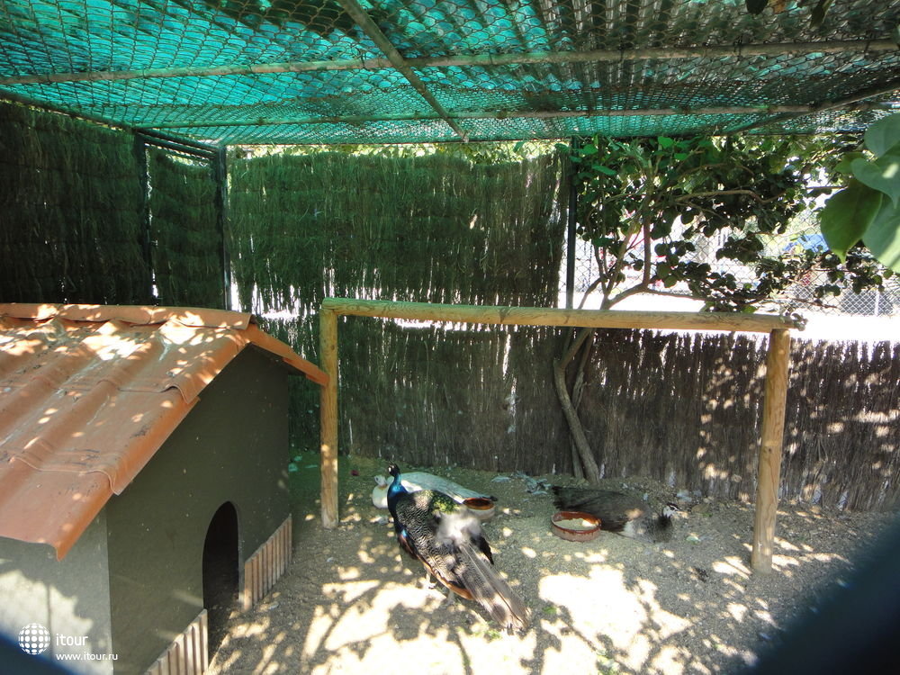 qwer151-зоопарк на территории отеля:павлины,попугаи,шиншилы,кролики,много разных птиц,черепахи,