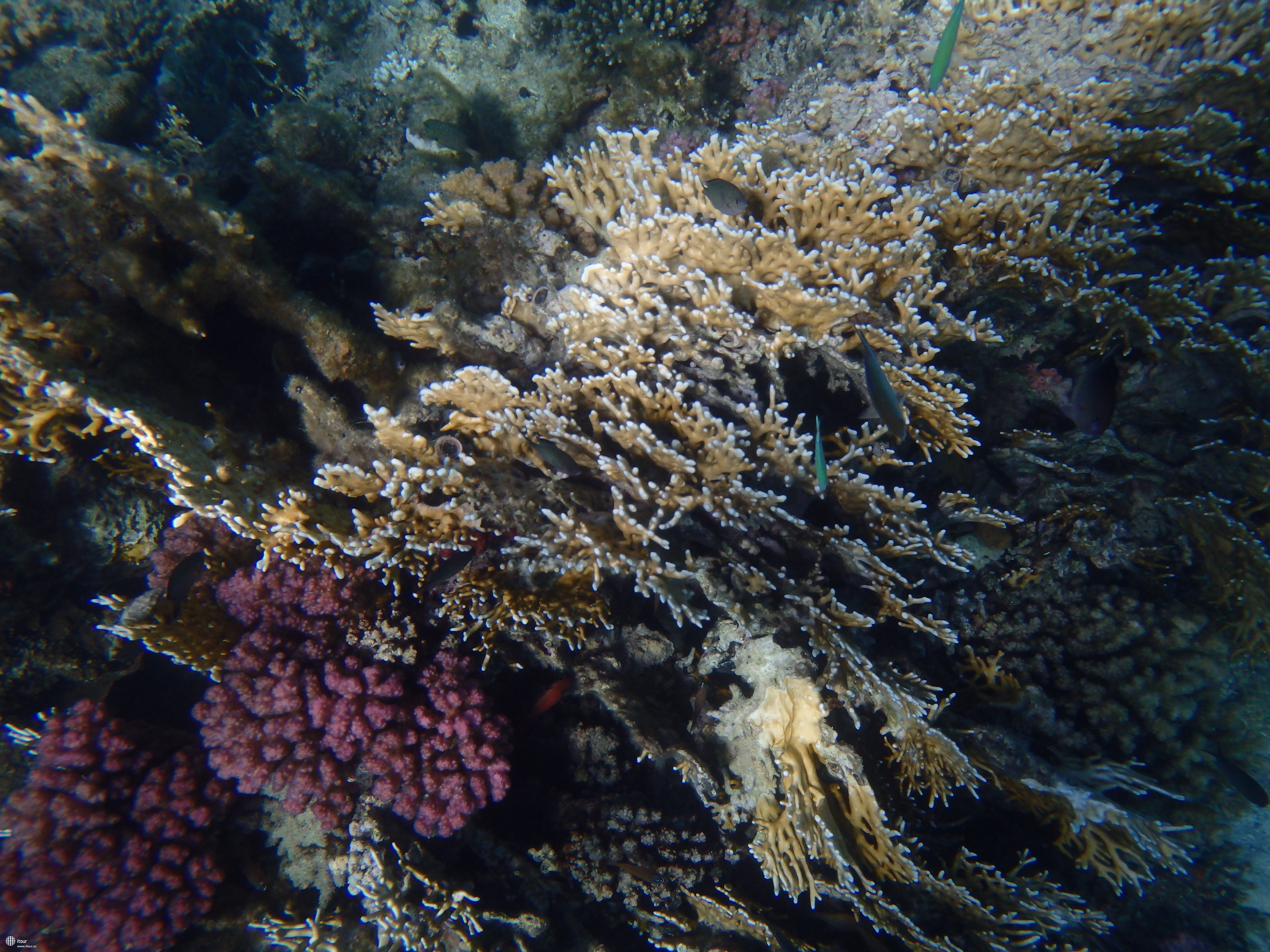 Коралловые островки в Шамсе