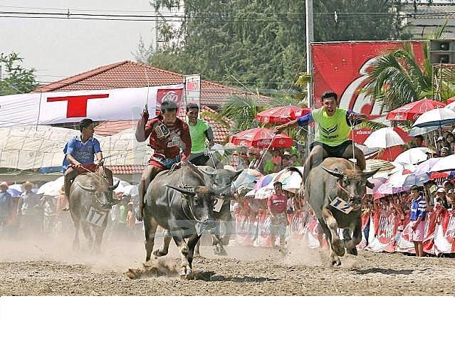 Chon Buri Buffalo Races 