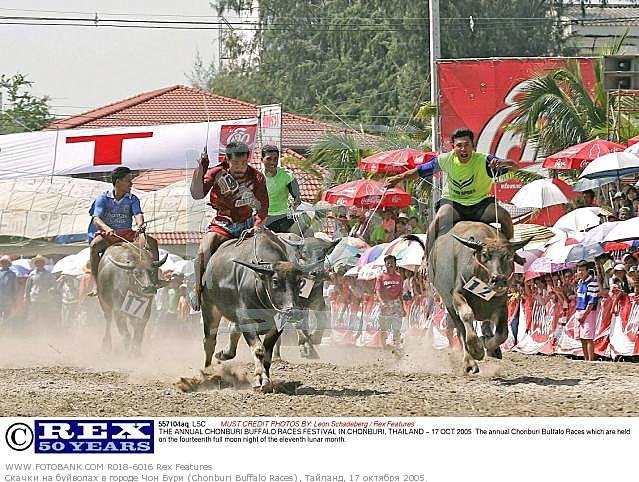 Chon Buri Buffalo Races 