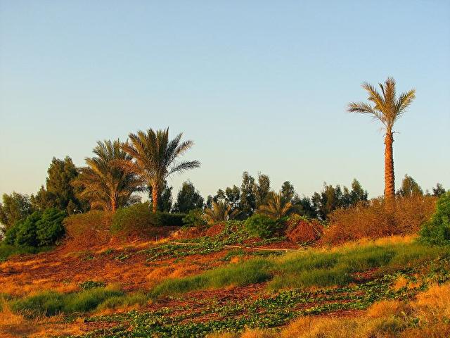 NEW TOWER, Египет