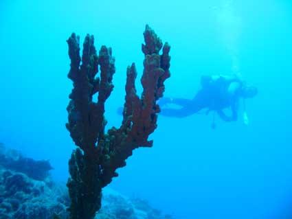 THE DIVING POINTS IN MARMARIS