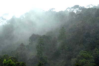 Дождевой лес Синхараджа