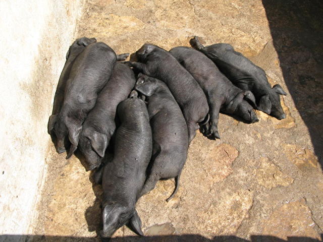 Els Calderers - знаменитые черные свинки