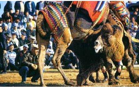 Camel Wrestling Championship