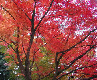 Colored maple leaves festival at Mt. Takao