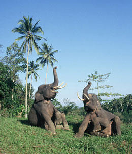 Elephant Park