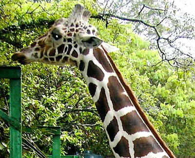 Зоопарк в Коломбо