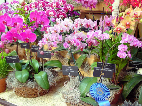 Festival of orchids in Taraskon