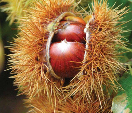 Holiday of a chestnut