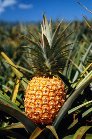 Festival of pineapples