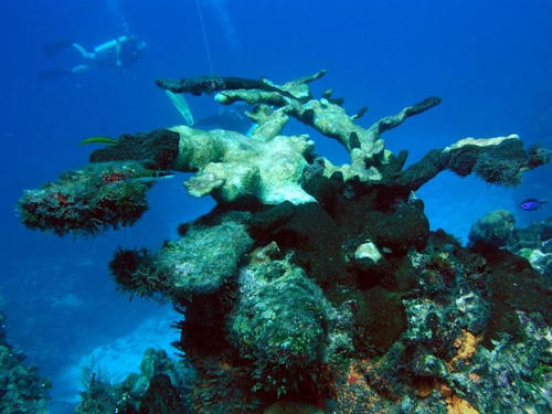 Diving Lombok