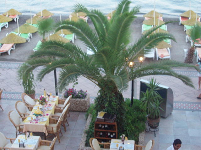 OCAKTAN, родная пальма, вид с окна