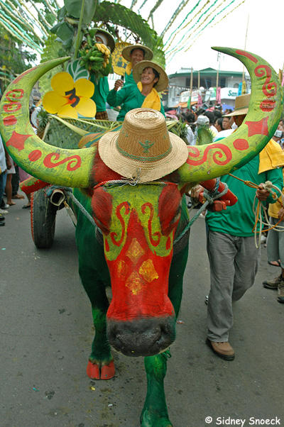 Carabao Festival