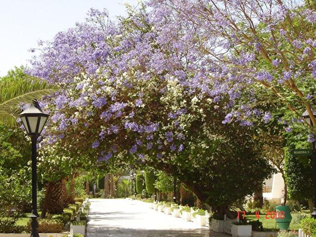 GRAND HOTEL HURGHADA , Египет