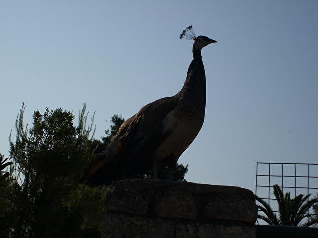 MACEDONIAN SUN HOTEL (KASSANDRA), Греция