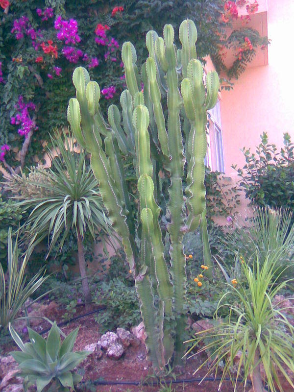 ANISSA BEACH, Греция. Даже такие растения там не редкость.