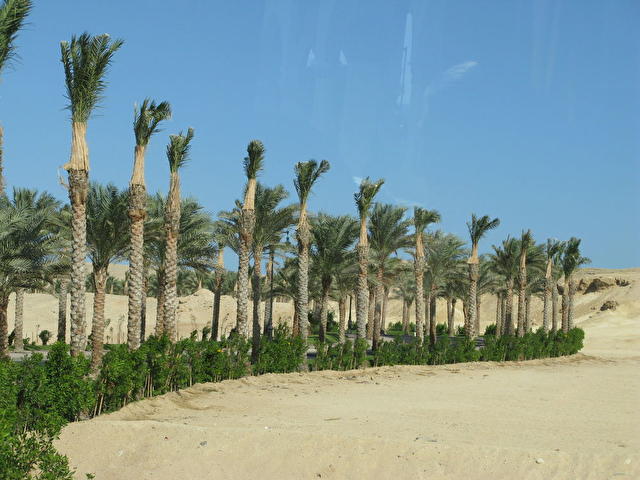дорога к отелю )) LTI PYRAMISA BEACH RESORT SAHL HASHEESH, Египет