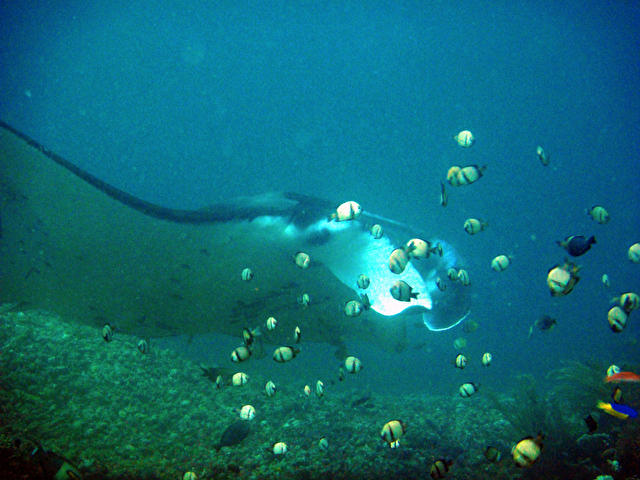 Diving  Bali