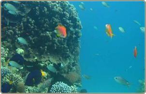 «Coral Sea  Divers»