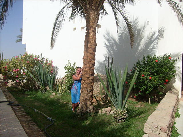 Al Diwan, Египет