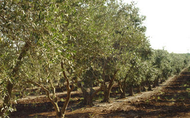 The Golan Olive Oil Mill