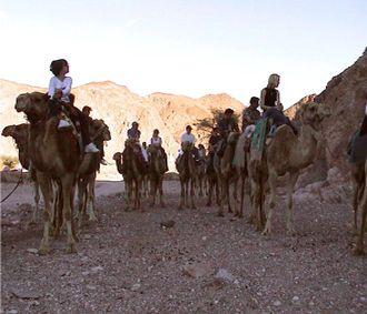 The camel Ranch