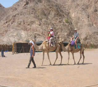The camel Ranch