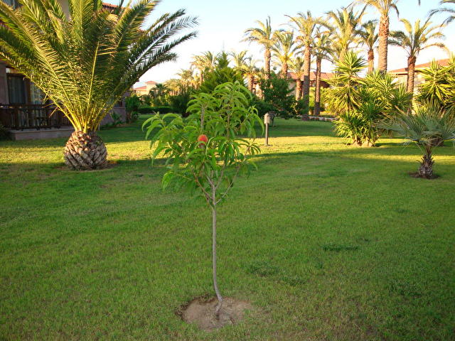 Iberotel Palm Garden , Турция