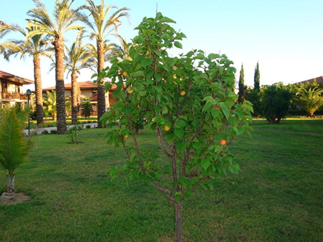 Iberotel Palm Garden , Турция