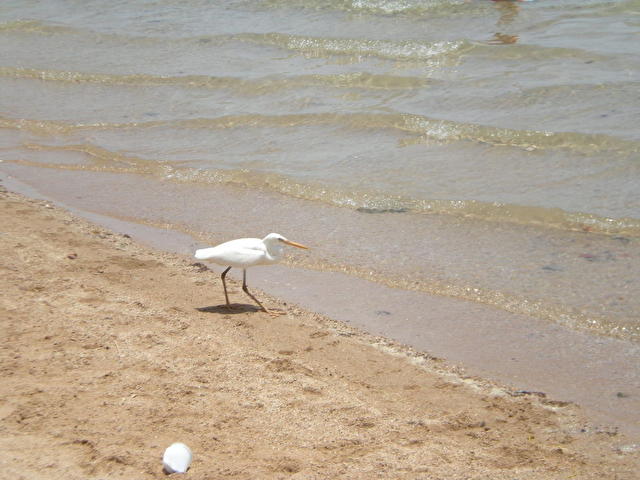 PANORAMA BUNGALOW RESORT HURGHADA, Египет